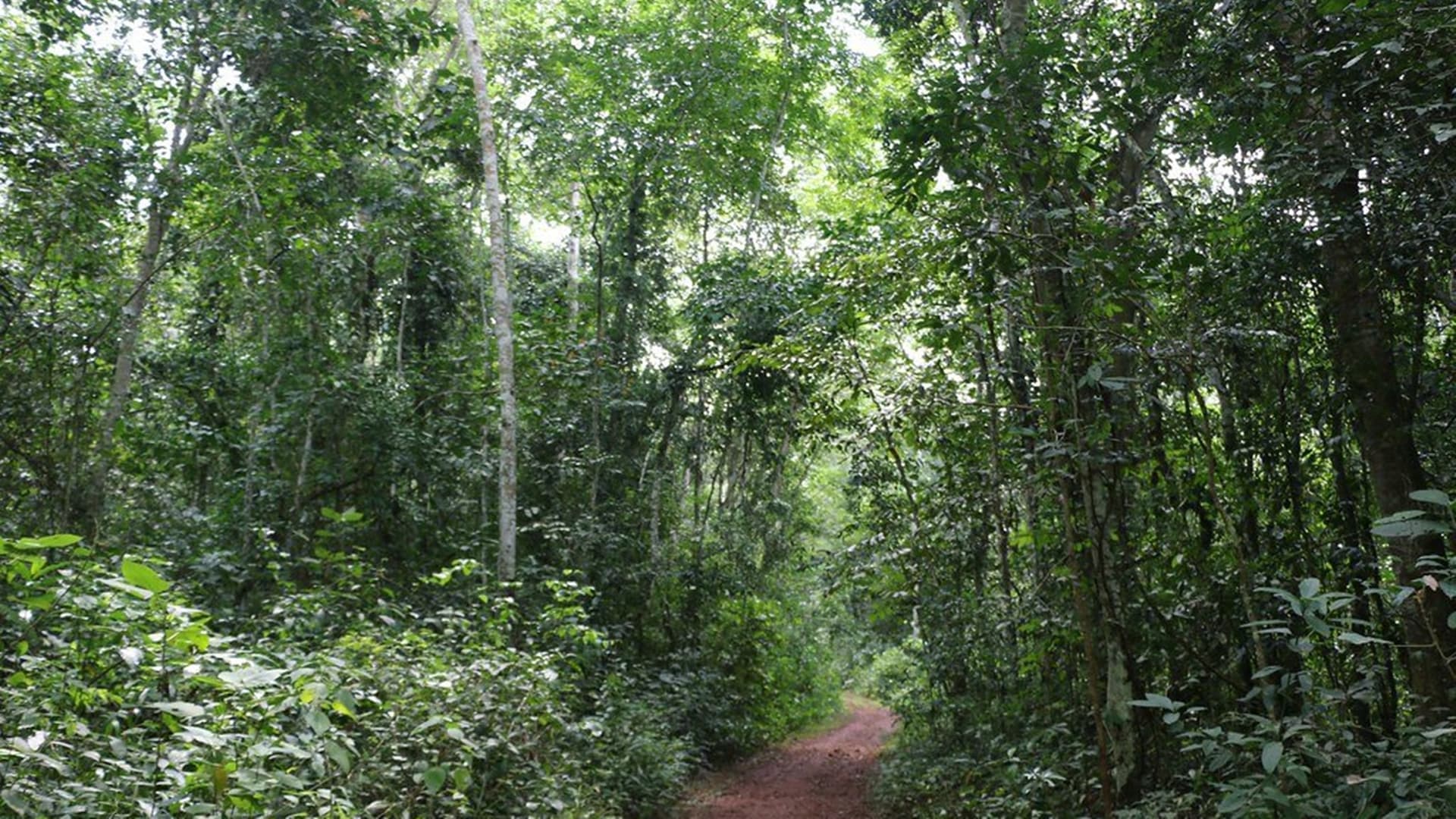 Mabira Forest